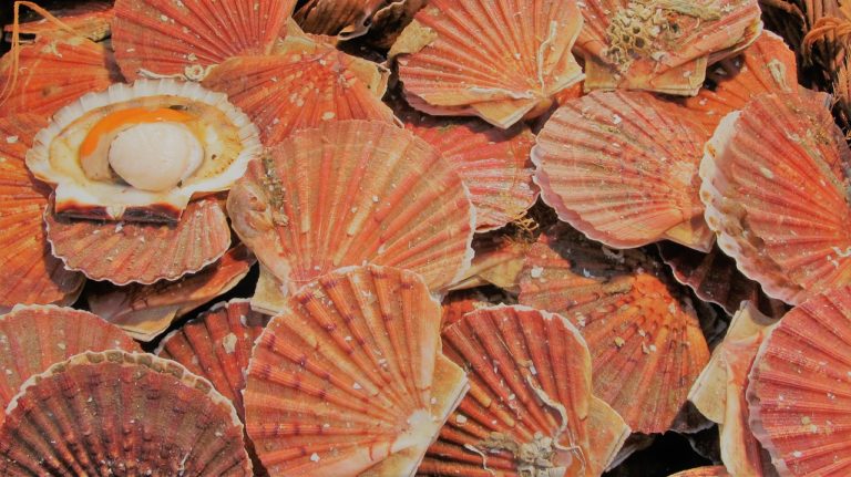 La fameuse fête de la coquille Saint-Jacques
