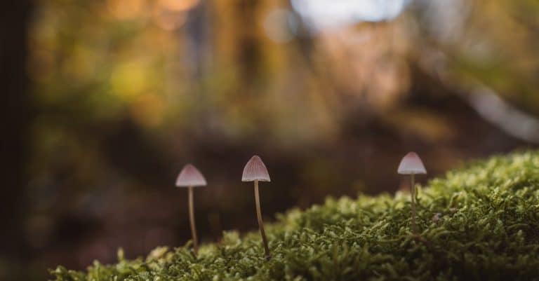 Quels trésors cachés découvre-t-on en explorant la Bretagne sauvage ?
