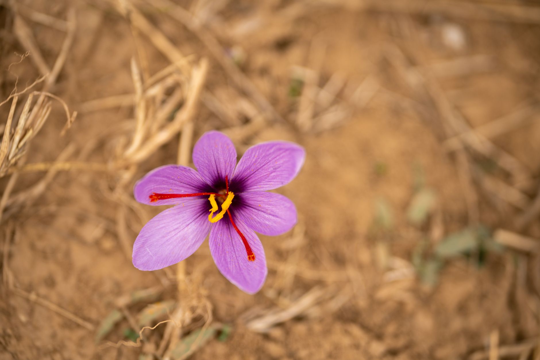 Fleur de crocus violette aux stigmates rouges et aux étamines jaunes, sur un sol de terre sèche recouvert de brins de paille.